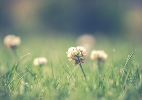 De tuin als leefkamer: zo voelt buiten net zo comfortabel als binnen