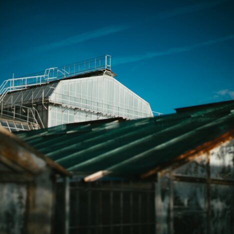 Tomaten planten in de serre: Het juiste moment voor een rijke oogst in de tuin