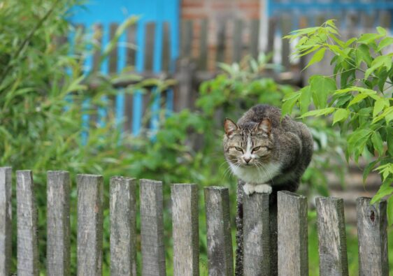 De perfecte schutting voor jouw tuin