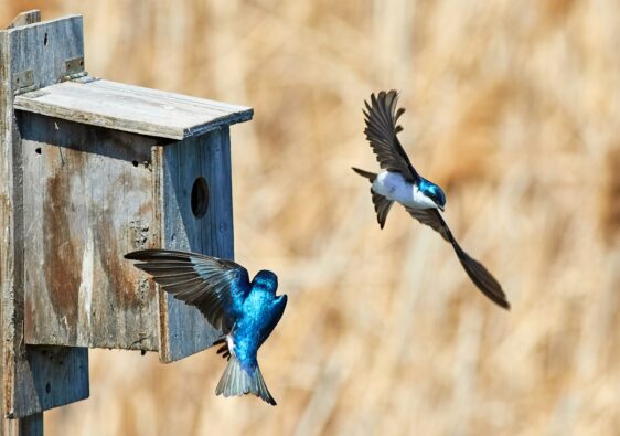 Welk vogelhuisje past bij jouw tuin of balkon