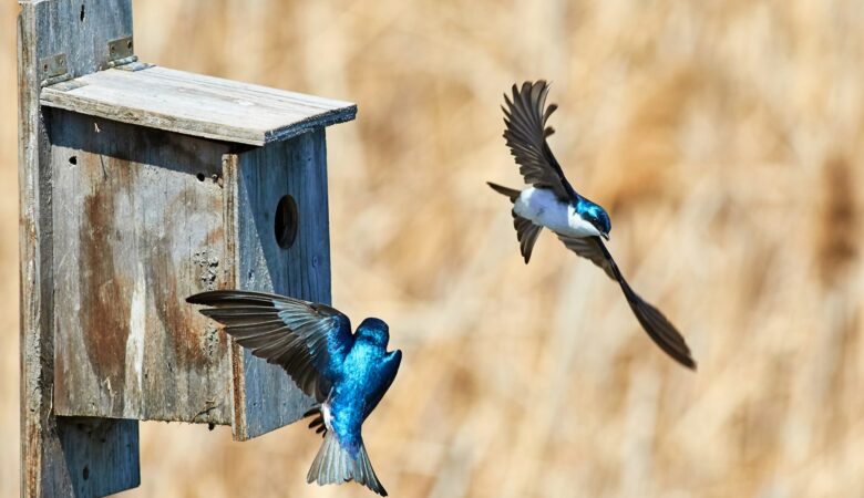 Welk vogelhuisje past bij jouw tuin of balkon