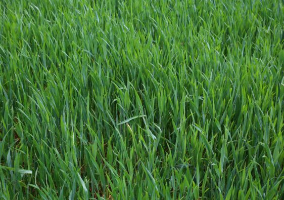 Tegels eruit, gras erin, zo vergroen je je tuin