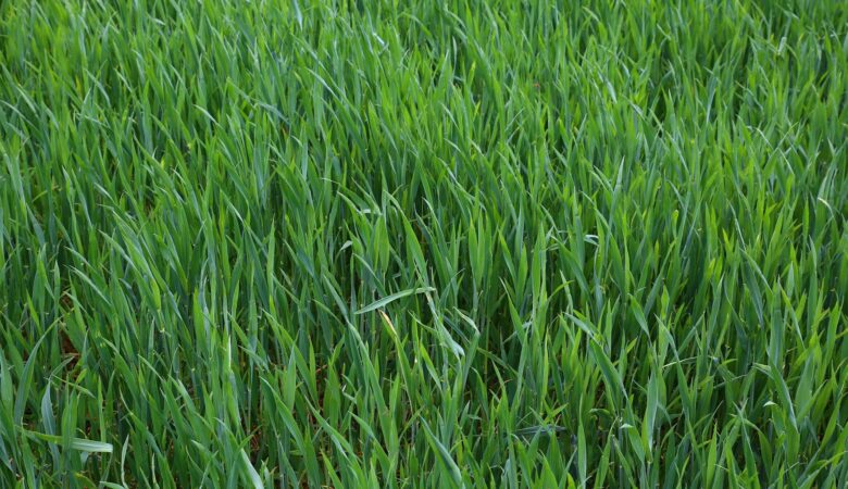 Tegels eruit, gras erin, zo vergroen je je tuin