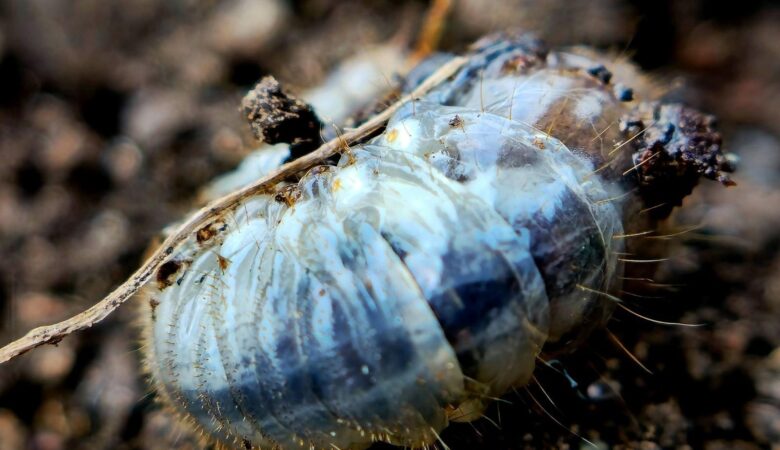 Bruine plekken in het gazon, zo ontdek je of engerlingen de boosdoener zijn