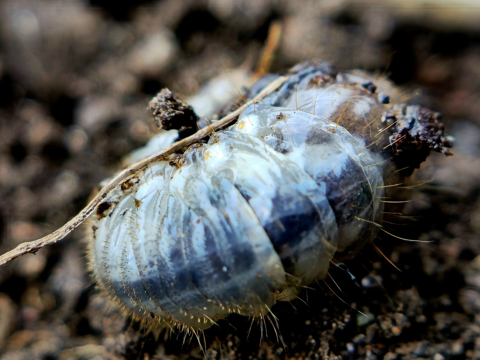 Bruine plekken in het gazon, zo ontdek je of engerlingen de boosdoener zijn