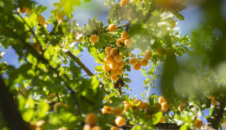 Geef je tuin direct sfeer en karakter met een volwassen fruitboom