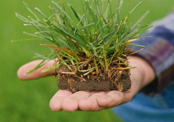 Losse graszoden en kale plekken: zit er een engerling onder?