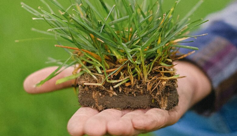 Losse graszoden en kale plekken: zit er een engerling onder?